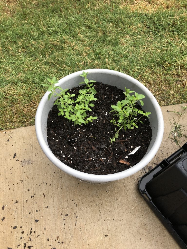 The oregano plants in my first ever garden.