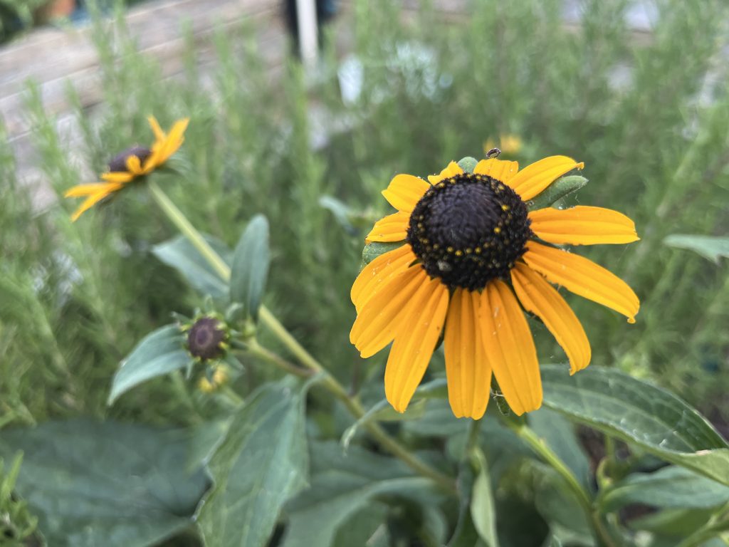 Stacey Sansom | Garden Adventures | Planting natives increases the odds of plants thriving in the garden